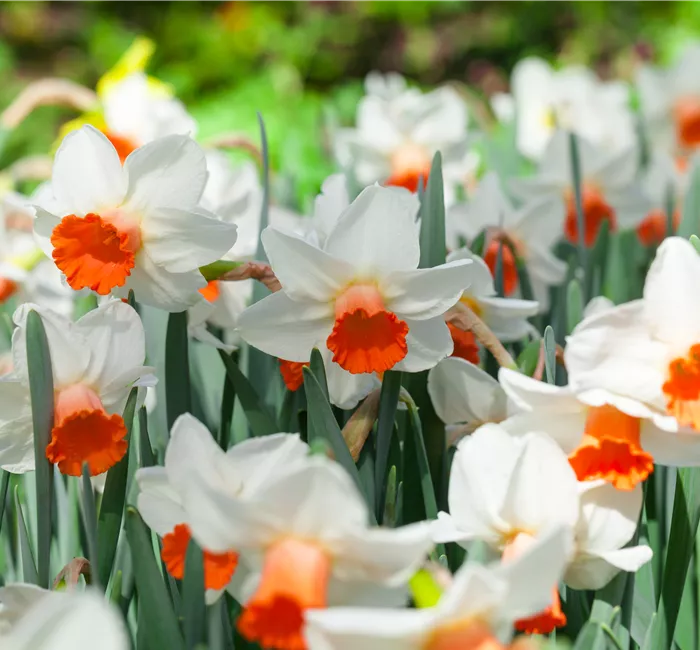 Alpenveilchen als Highlight in Haus und Garten Alpenveilchen als Highlight in Haus und Garten