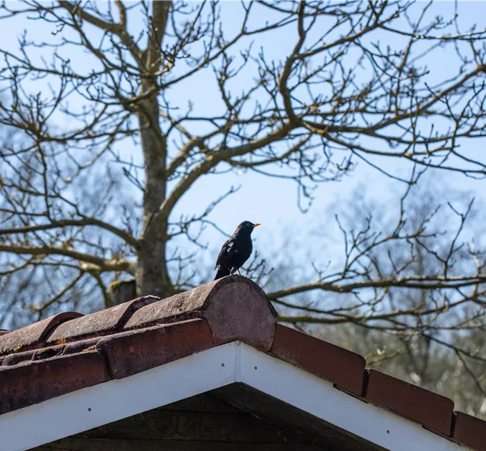 10 Tipps für einen tierfreundlichen Garten 10 Tipps für einen tierfreundlichen Garten