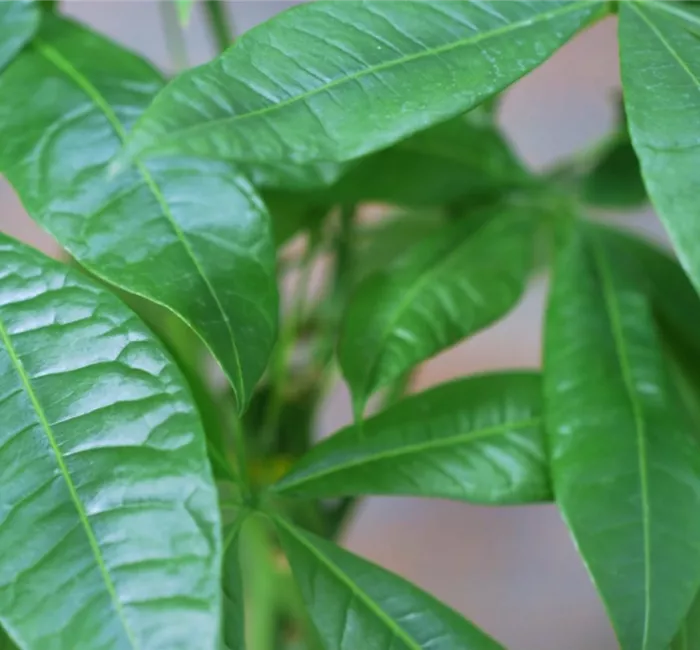 Glückskastanie - Umtopfen