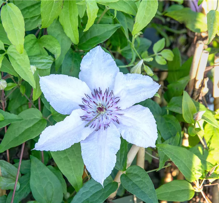 Auf gute Nachbarschaft – Die passenden Beetnachbarn für Kletterpflanzen