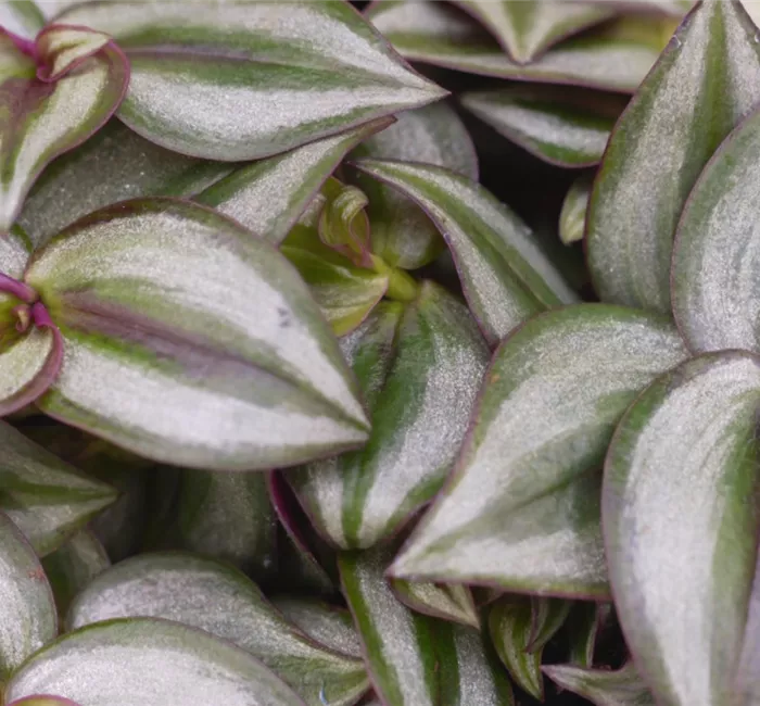 Silber-Dreimasterblume - Umtopfen