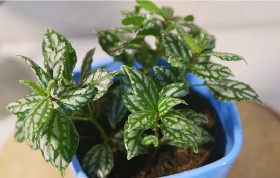 Kanonierblume - Umtopfen