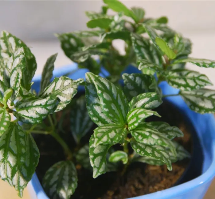 Kanonierblume - Umtopfen