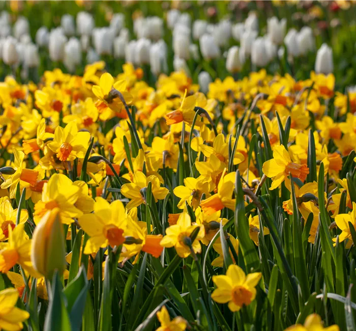 Alpenveilchen pflanzen und bunte Blüten bewundern Alpenveilchen pflanzen und bunte Blüten bewundern