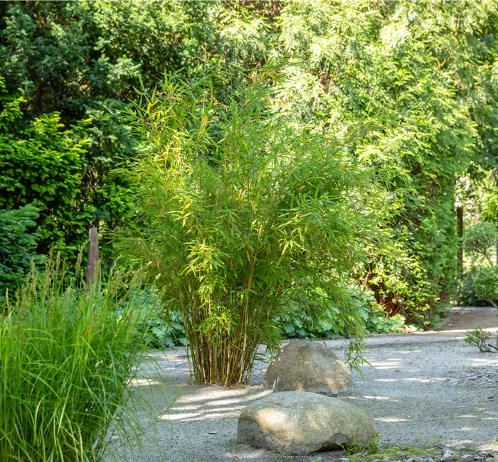 Bambus einpflanzen und asiatisches Flair ins Spiel bringen