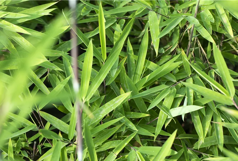 Fargesia nitida 'Black Pearl'