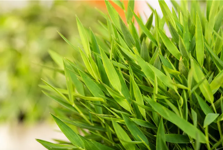 Pogonatherum paniceum 'Monica'