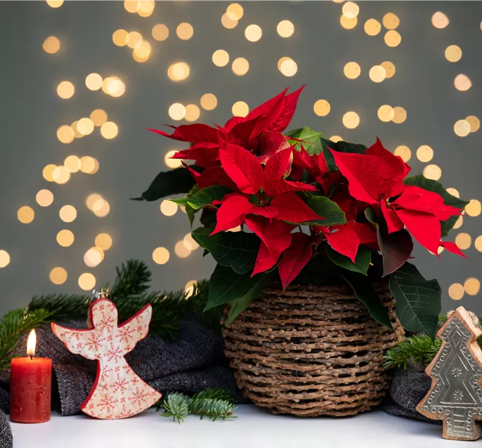 Weihnachtsstern pflanzen - Nicht nur an Weihnachten ein Muss
