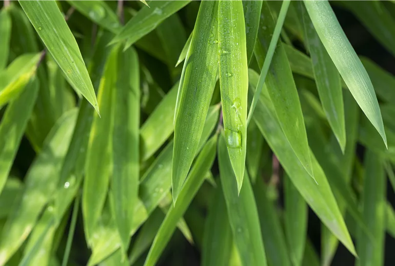 Fargesia nitida 'Black Pearl'