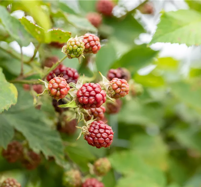 Im Frühjahr Brombeeren pflanzen für eine erfolgreiche Ernte