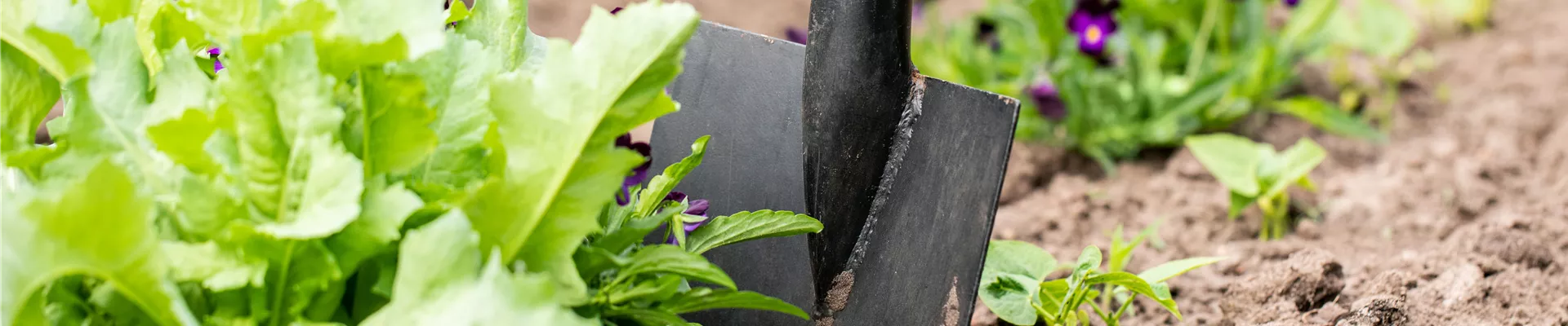 Gartengeräte - Spaten