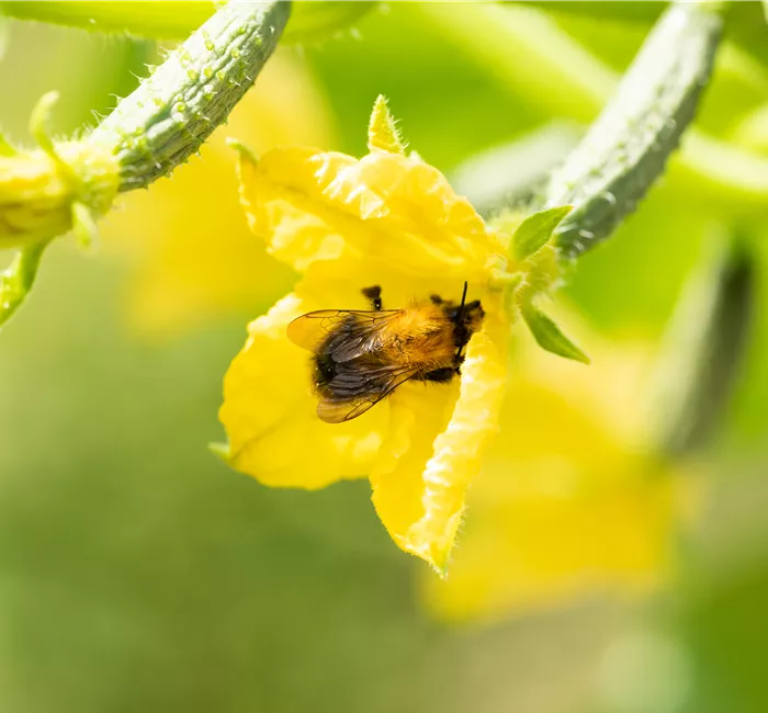 Bienenfreundliche Pflanzen für Garten und Co. Bienenfreundliche Pflanzen für Garten und Co.