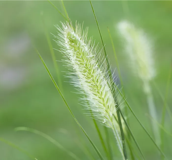 Krankheiten und Schädlinge bei Gräsern – Gibt’s das?