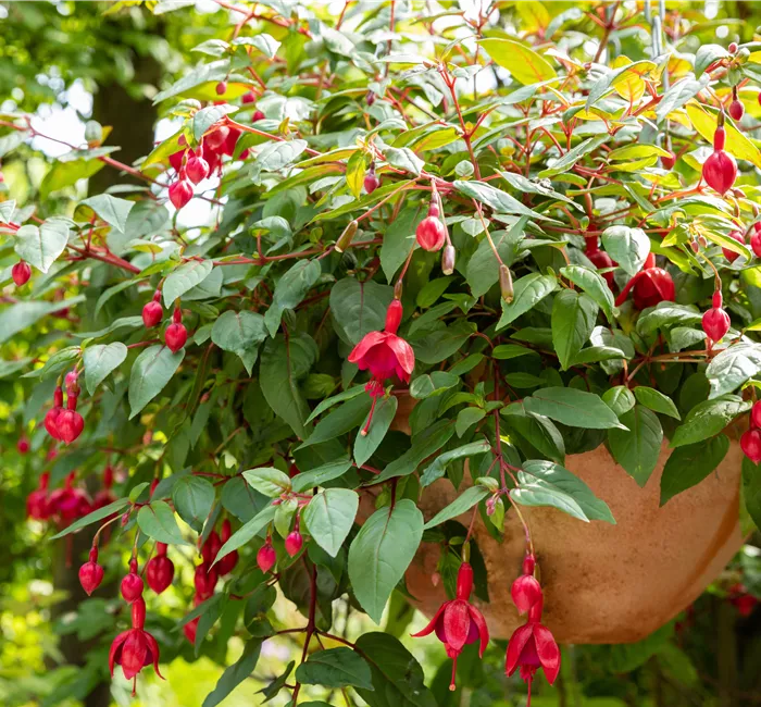 Krankheiten und Schädlinge bei mediterranen Pflanzen verhindern