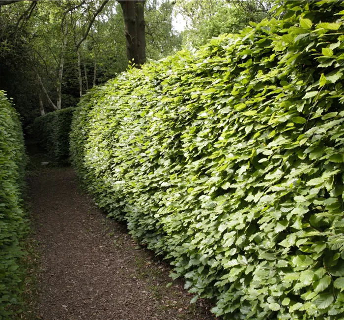 Gut geschützt – Hecken pflanzen und den Garten ungestört genießen
