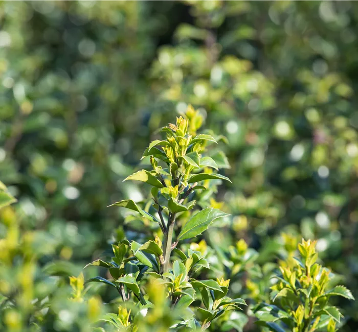 Immergrüne Laubgehölze für einzigartige Hecken und Gärten