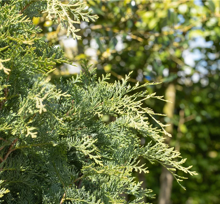Immergrüne Nadelgehölze im Garten sind vielseitig einsetzbar