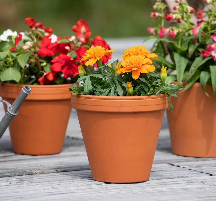 In der Menge des Angebots die richtigen Pflanzgefäße finden