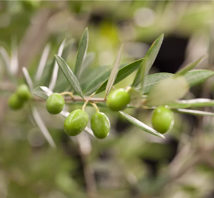 Kübelpflanzen für die Terrasse sorgen für mediterranes Flair