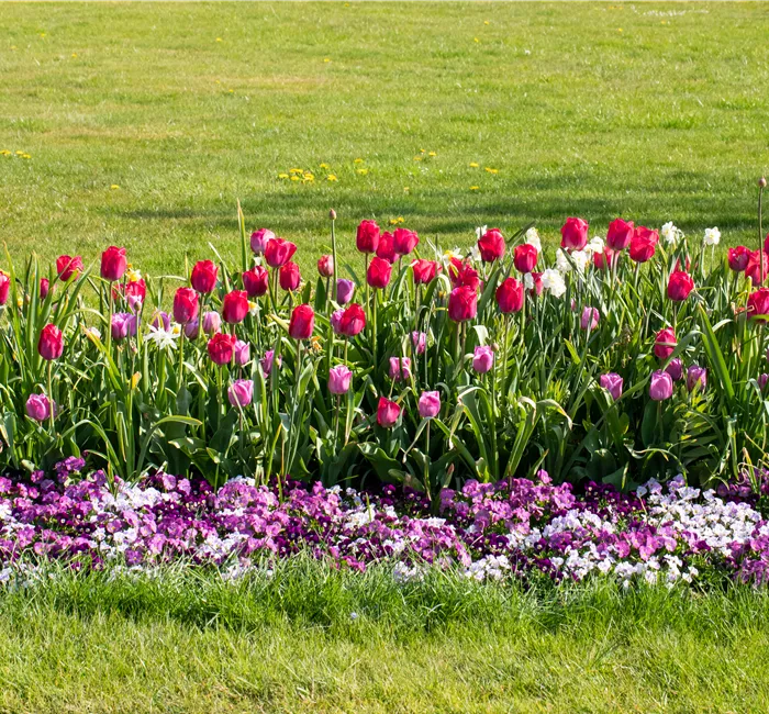 Wie ein pflegeleichter Garten gestaltet wird