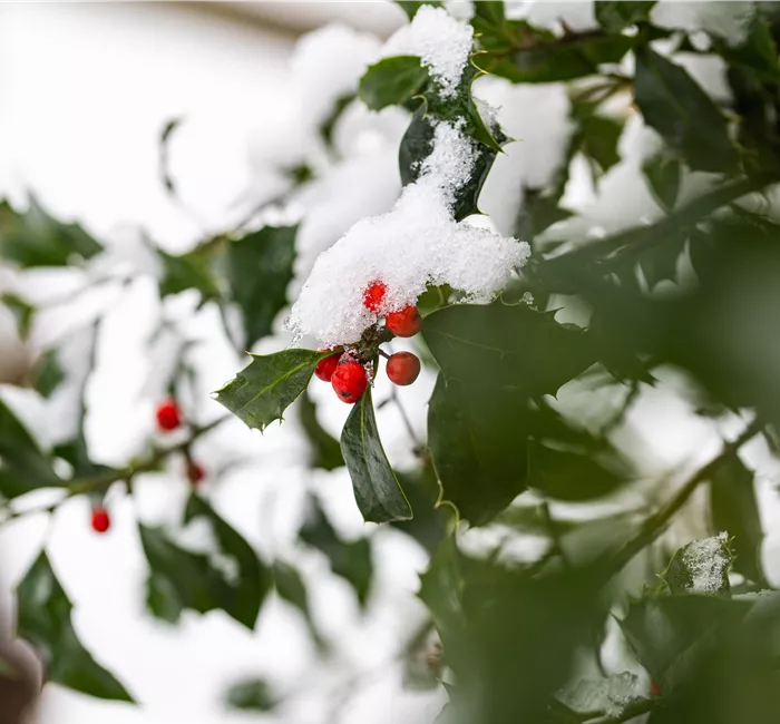 Gartenarbeit im Winter – Vorsicht bei Frost!