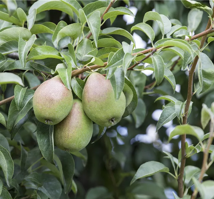 So bereichern diese vitaminreichen Obstpflanzen jeden Garten