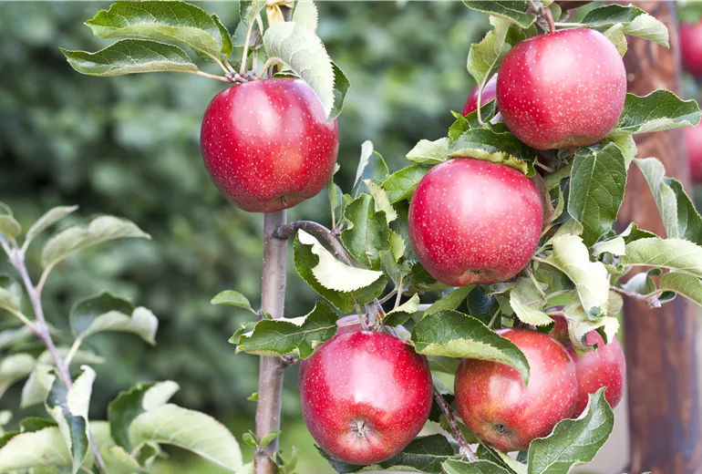 Malus domestica 'Jonagold'