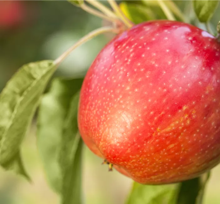 Apfelbäume im Garten – Eine reiche und leckere Ernte Apfelbäume im Garten – Eine reiche und leckere Ernte