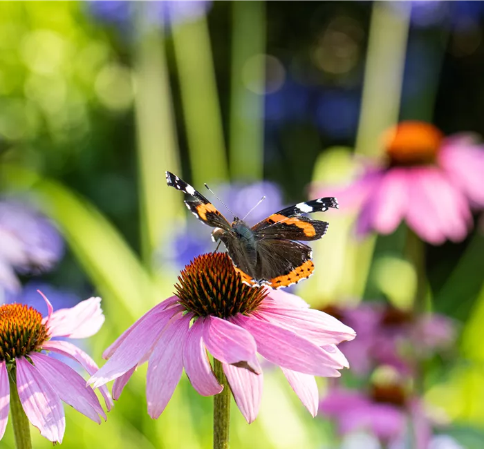 Die 10 schönsten Sommerblumen für den Garten