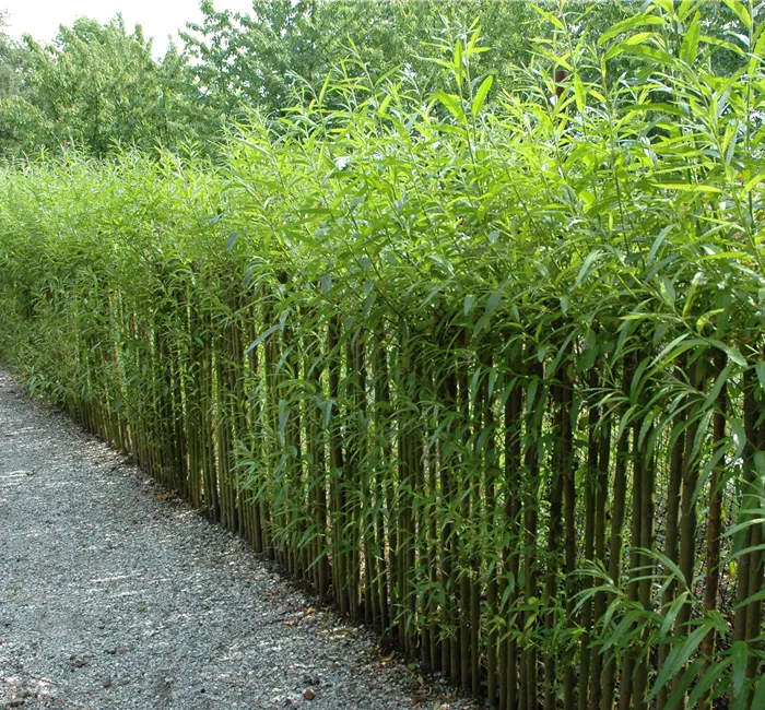 Ein Sichtschutz im Garten sorgt für mehr Privatsphäre