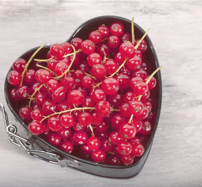 Johannisbeeren – Leckere Snacks für große und kleine Naschkatzen