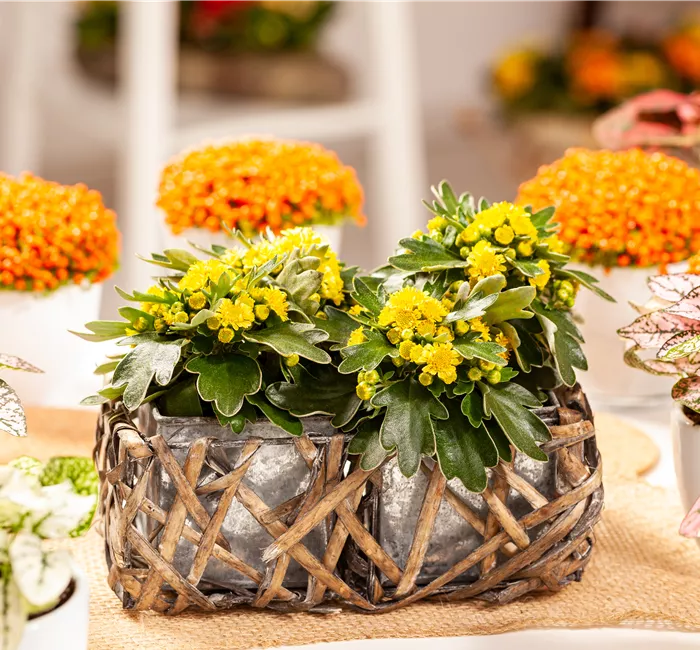 Balkonpflanzen im Herbst – Bunte Farben durch hübsche Blüten und Blätter Balkonpflanzen im Herbst – Bunte Farben durch hübsche Blüten und Blätter
