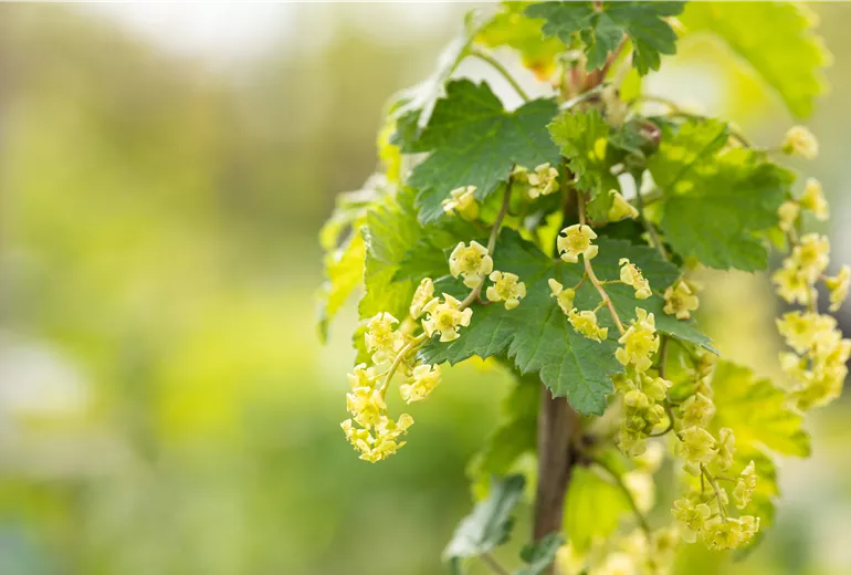 Ribes rubrum
