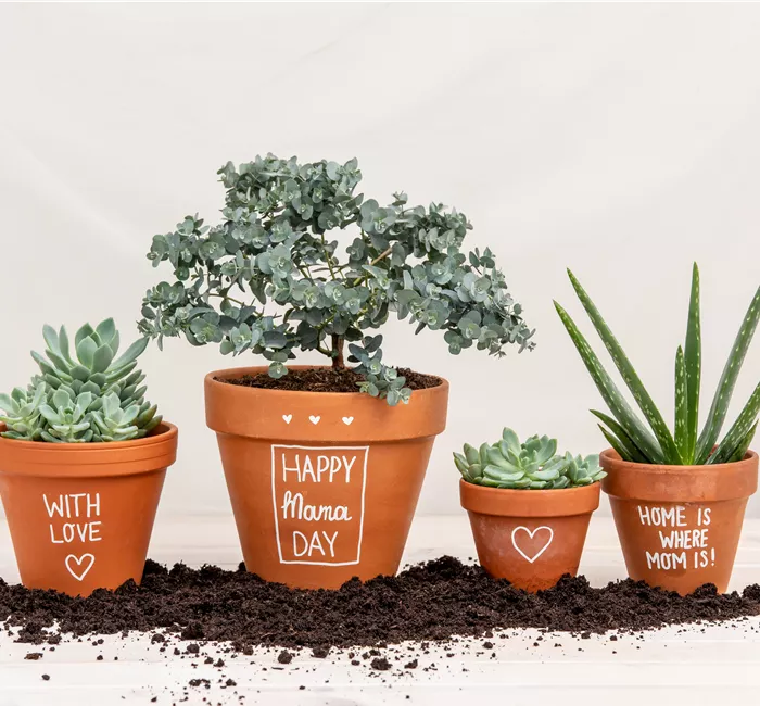 Danke Mama! – Die beliebtesten Blumen zum Muttertag