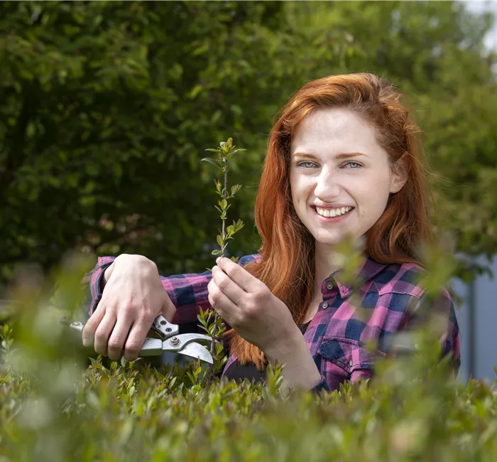 Schnipp, schnapp, Hecke ab! Heckenpflanzen schneiden im Sommer