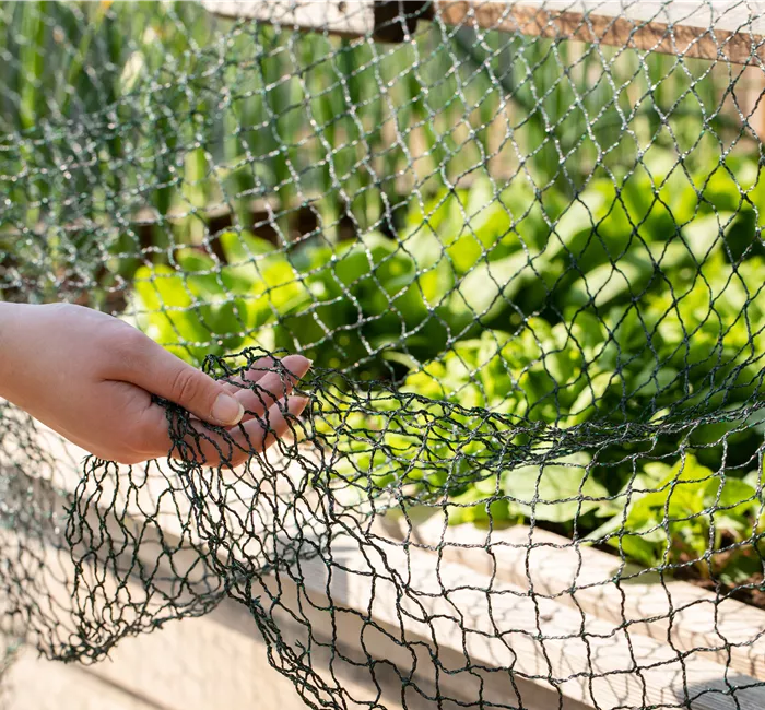 So funktioniert natürlicher Pflanzenschutz im Sommer