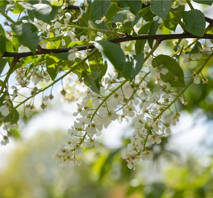 Einen stattlichen Kirschbaum im Garten anpflanzen und pflegen