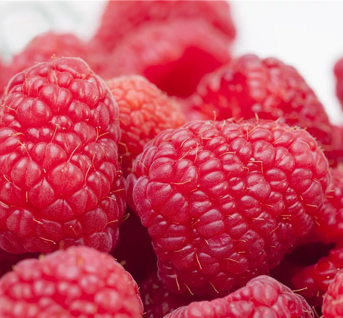 Tipps zum Pflanzen und Pflegen von Himbeeren