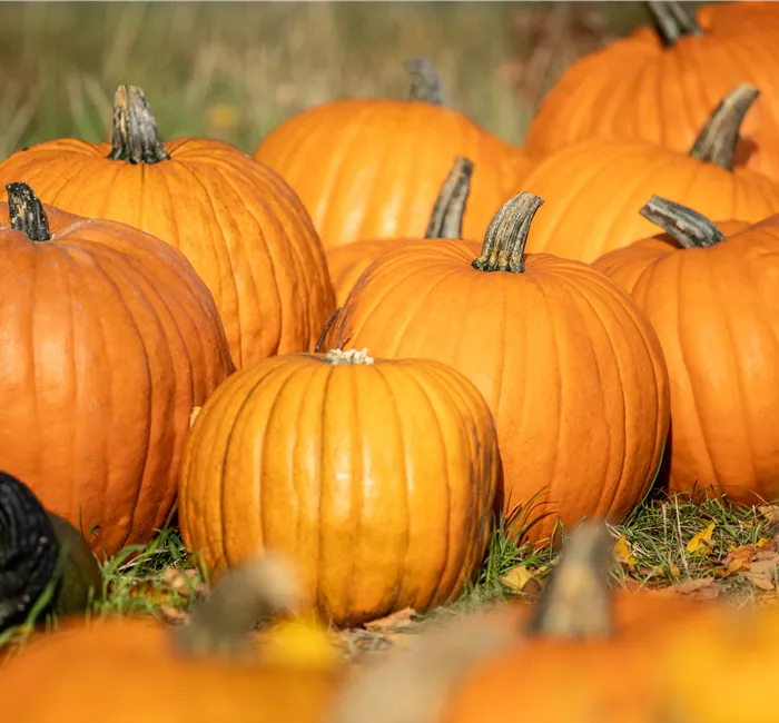 Der Herbst ist die beste Zeit für leckere und hübsche Kürbisse
