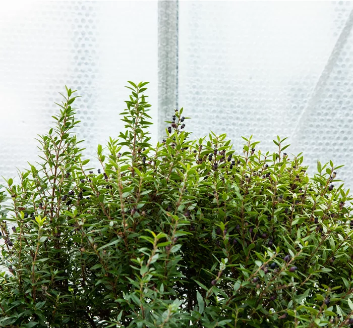 Wie Pflanzen überwintern und im Frühjahr wieder neu erwachen