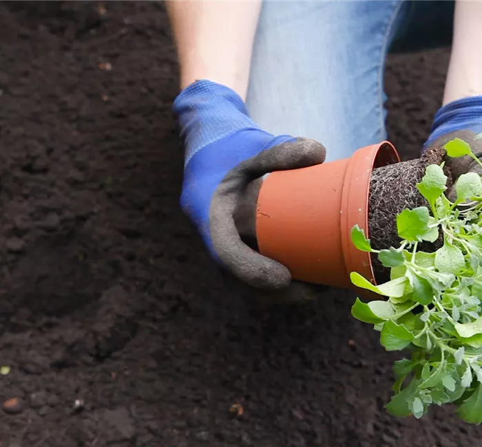 Blaukissen - Einpflanzen im Garten