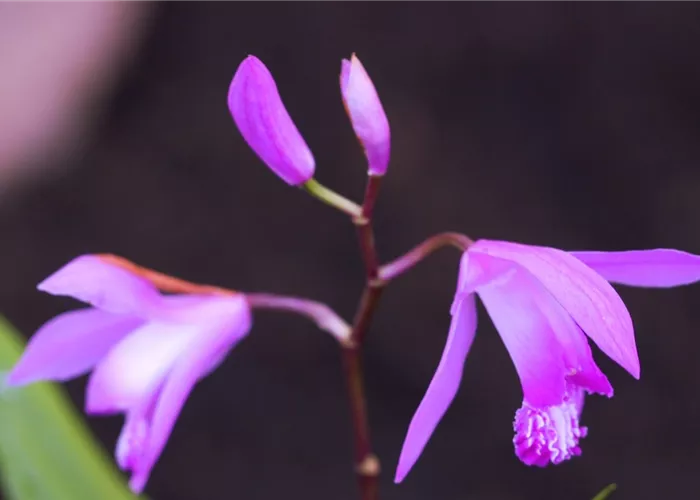 China-Orchidee - Einpflanzen im Garten