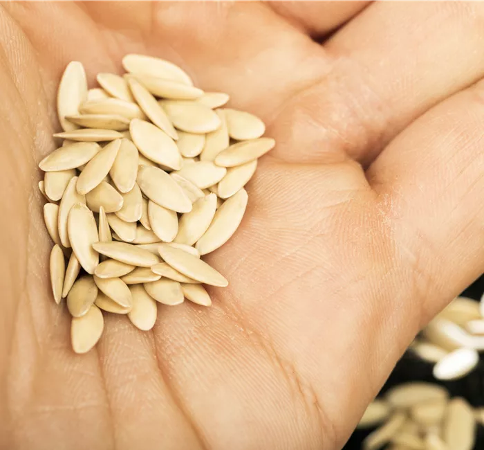 Sämereien auf ihre Haltbarkeit prüfen