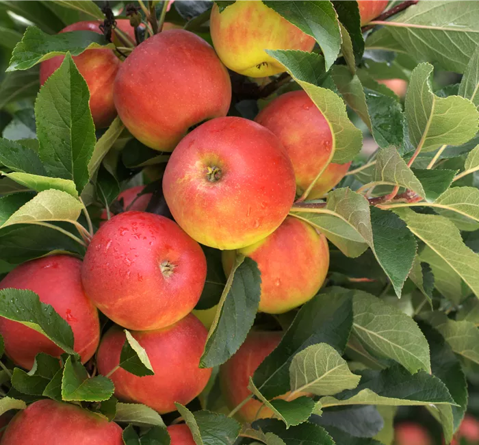 Säulenobst pflanzen – frische Früchte direkt vor der Haustür