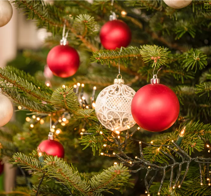 Die beliebtesten Pflanzen als Weihnachtsbaum