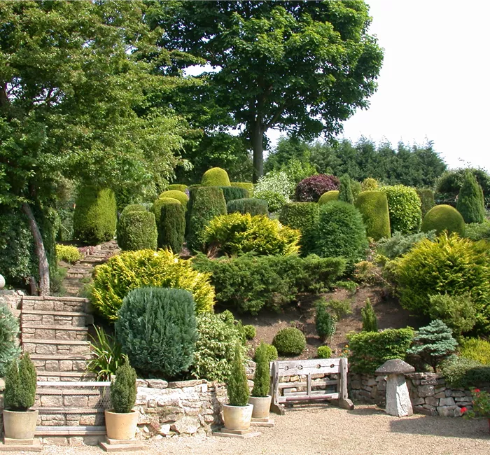 Die Koniferen überzeugen durch ihre eindrucksvolle Vielfalt