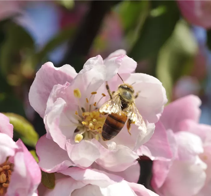 Erfolgreich bienenfreundliche Bäume und Sträucher anpflanzen