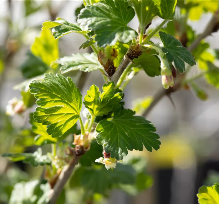 Stachelbeeren richtig pflanzen und pflegen