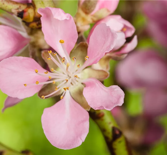 Gesund und lecker: Die Mandeln vom Mandelbaum aus dem Garten