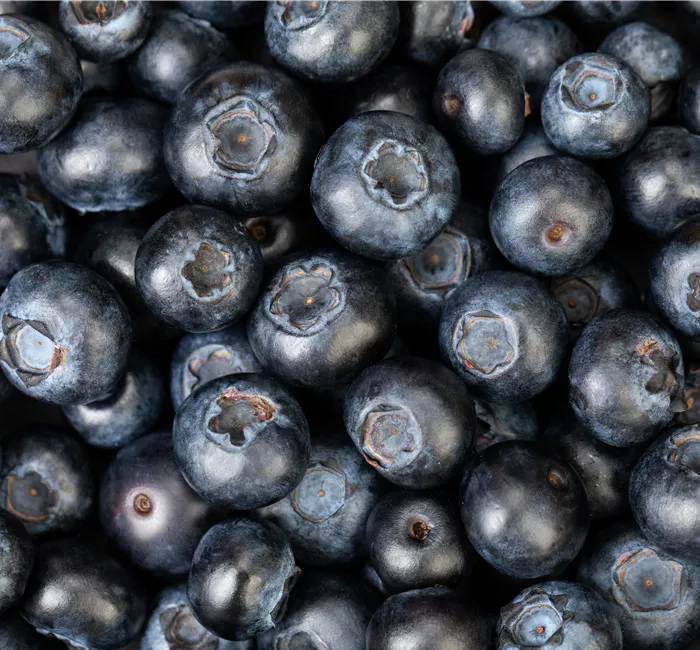 Blaubeere oder Schwarzbeere – die Heidelbeere hat viele Namen und viel Geschmack